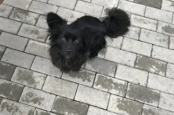 Пропала собака в Мурманске на ул. Хлобыстова - помогите найти!