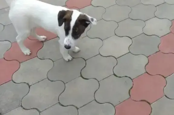 Пропала собака на улице Черёмушки, Сальск, Ростовская область