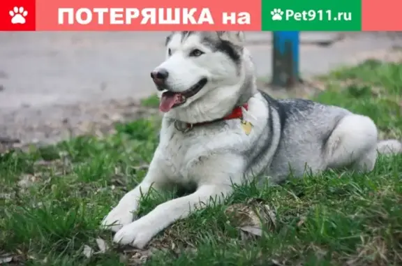 Пропала собака в Еманжелинске, помогите найти!