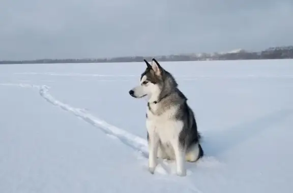 Пропала собака на Рижском пр. в Пскове, ищем Багиру!