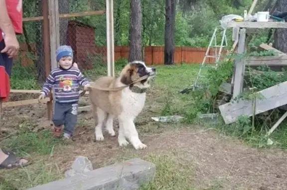 Пропала собака Спартак в Сосновоборске