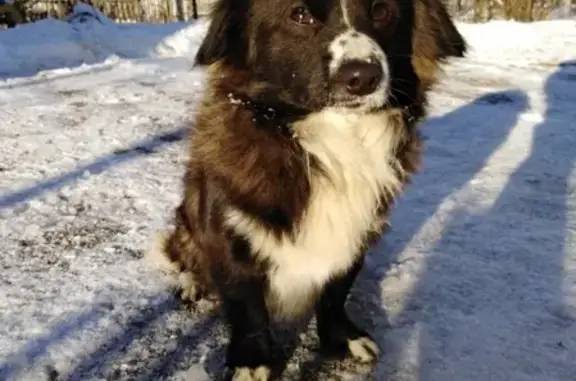 Пропала собака БРЮС в Калининграде