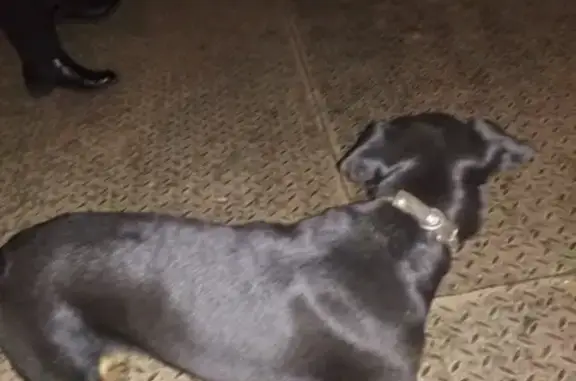 Найдена собака на паромной переправе в Краснодаре