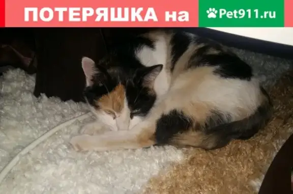 Найдена кошечка на ул. Пихтовая, Пермь