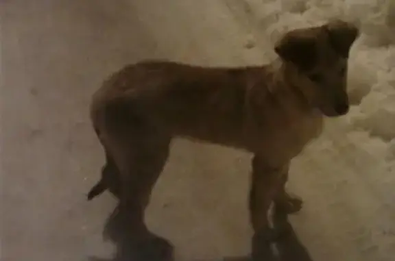 Найден щенок в деревне Сорокино, Мытищинский район