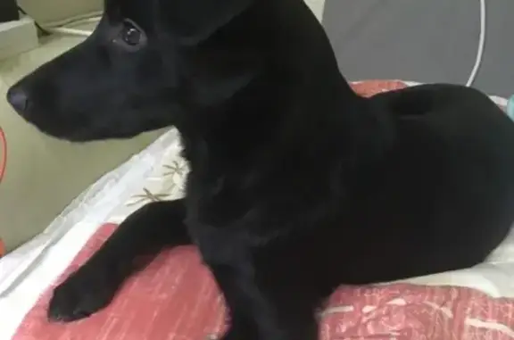 Найдена черная собака в Ярославле, ищет хозяина