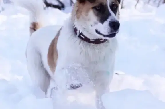 Пропала собака в Радужном, Владимир, Россия