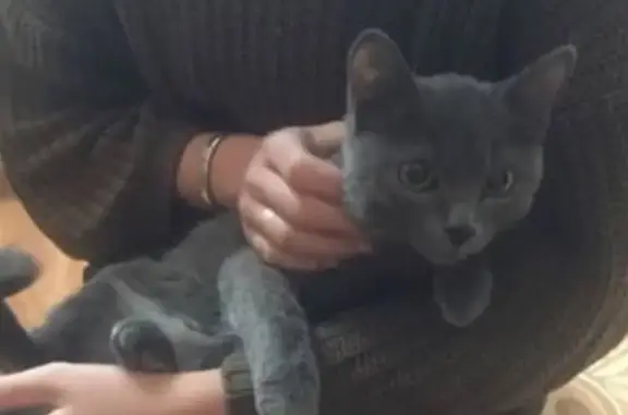 Пропала кошка в Черногорске, помогите найти!