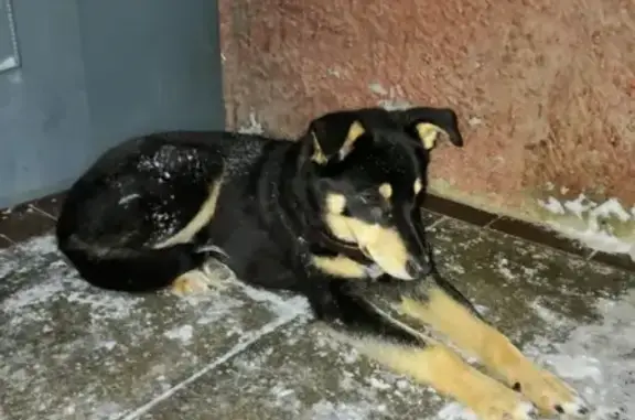 Пропала собака в Новочебоксарске на Южной улице