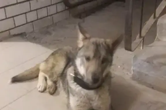 Найдена собака в Заводском районе, г. Саратов