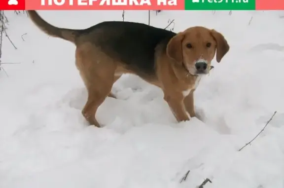 Пропала собака в Екатеринбурге: русский гончий, повреждена лапа.