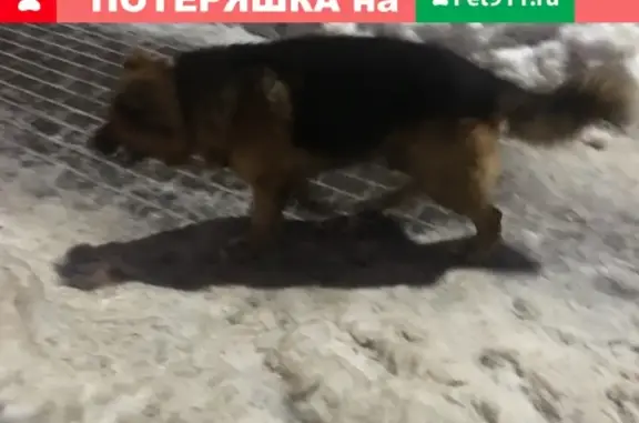 Найдена собака на Берёзовой аллее, м. Речной вокзал