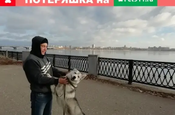 Пропала собака породы ХАСКИ, возраст год-два, бело-серый окрас, Воронеж, ул. Помяловского 18А.