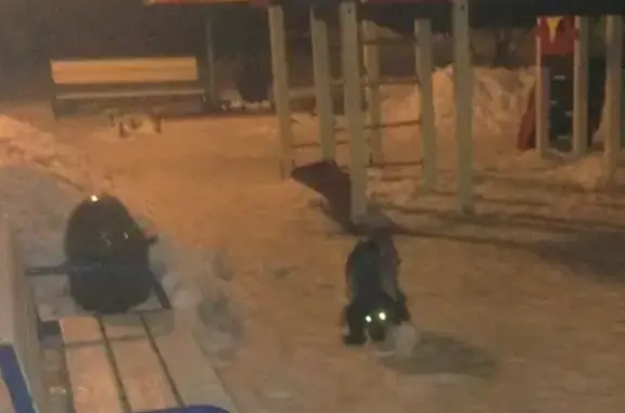 Найден собака Спаниель на ул. Фрунзе, Мытищи
