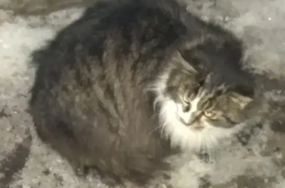 Найден кот на ул. Верхняя Дуброва, 38Г