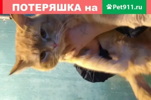 Найдена кошка в Муроме, Владимирская обл.