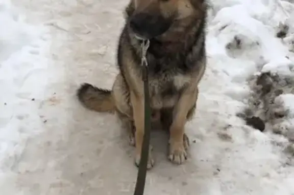 Найдена собака в ЖК Эдем, Московская область