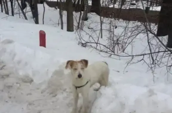 Собака найдена у метро Новоясеневская с синей шлейкой.