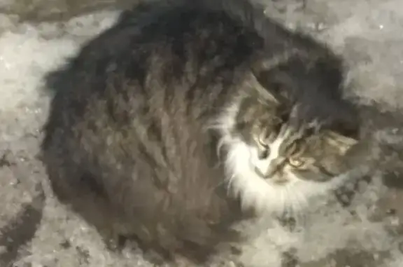 Найден пушистый кот с ошейником в Владимире