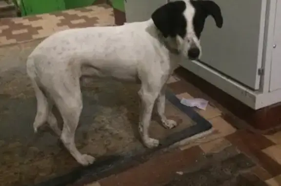 Найдена бело-крапинчатая собака на ул. Чугунные Ворота