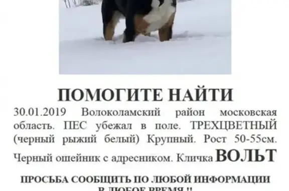 Пропала собака Волоколамский район, клеймо, вознаграждение