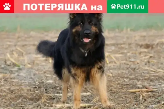 Собака найдена на Мелик-Карамова 70 в Сургуте