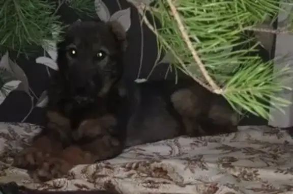 Собаки потеряшки, Брутово, фото: Потеряшка кавказская собака Герда в Брутово (Суздальский р-н)