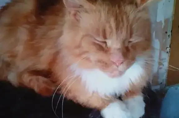 Найдена кошка в Керамзитном, тел. для связи: https://vk.com/id121199674