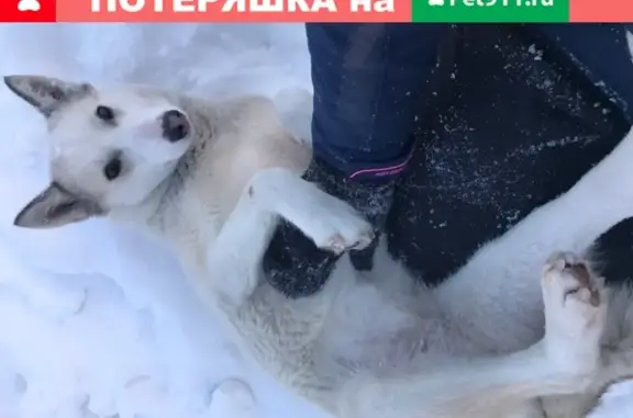 Пропала собака Гера в квартале Водников, Омск