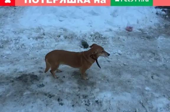 Найдена собака в поселке Улеши, Саратов