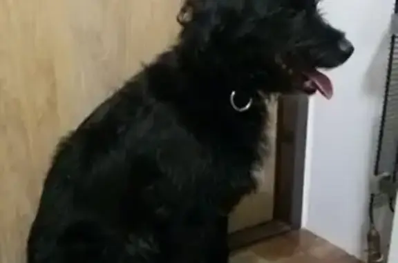 Найдена собака в Чите, помесь со спаниелем, ищет хозяина.