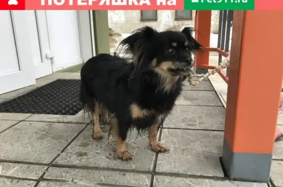 Найдена старая собака возле ТЦ Европа, Орёл