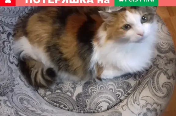 Пропала кошка в Сердобске, вознаграждение.