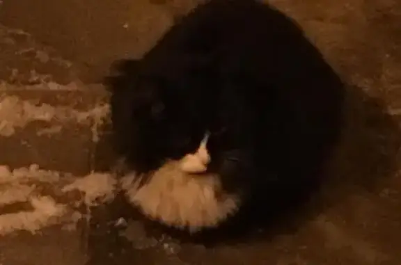 Найдена черная кошка в Балашихе, ул. Главная, 4