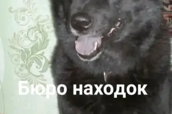 Пропала собака Чира в Архангельске, помогите найти!