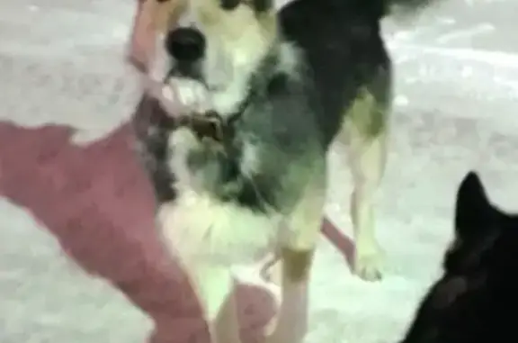 Найдена собака без сопровождения в Мурманске, ул. Пономарева - Ломоносова.