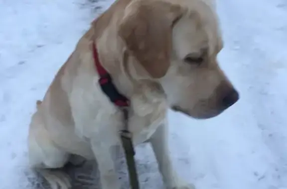 Найденные животные Калининград, фото: Найден лабрадор в Калининграде с ошейником и клеймом