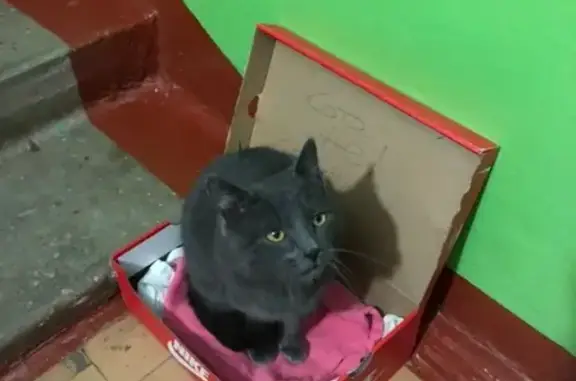 Найден кот в Йошкар-Оле, нужна помощь в передержке!