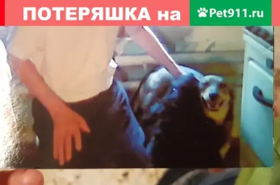 Собаки потеряшки, село Новинки, фото: Потеряшкаи две собаки в Новинках, Чкаловского городского округа, Нижегородской области.