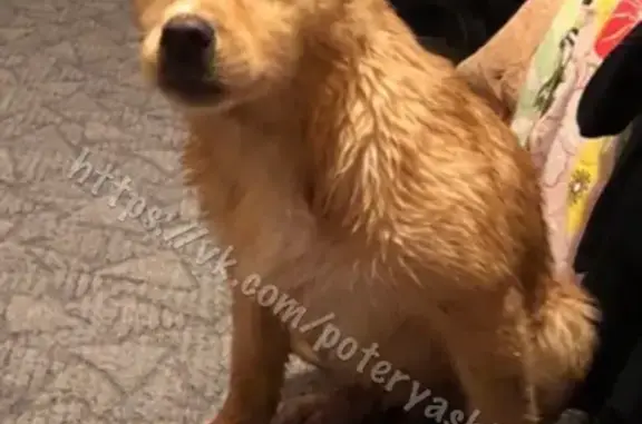 Найдена собака в Саратове, возле РЭО ГИБДД