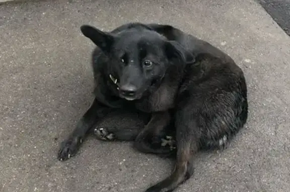 Найдена собака на Ленинском проспекте