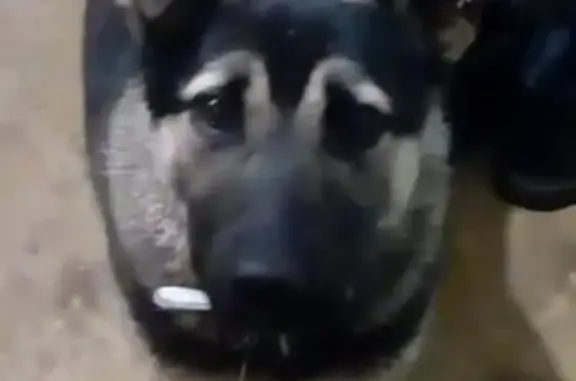 Найдена собака в Саратове, поселок Комсомольский