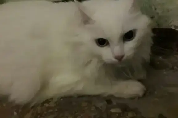 Найдена кошка в г. Егорьевск МО