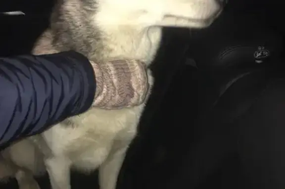 Найдена собака Хаски на МКАД 102 км, нужны владельцы