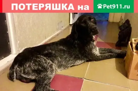 Найдена собака в Саратове на Казачьем острове