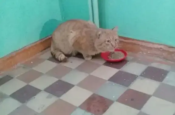 Найдена кошка на ул. Луначарского 119, Серов