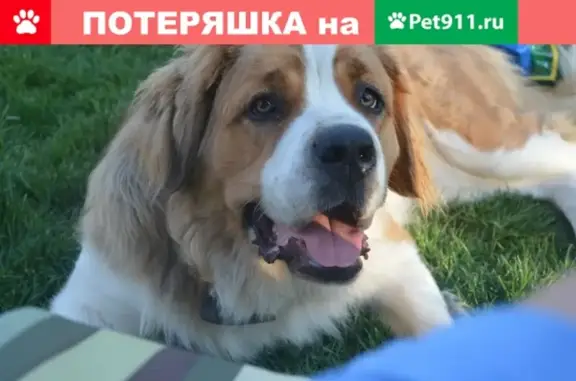 Пропала собака в Ленинградской области, Всеволожский район