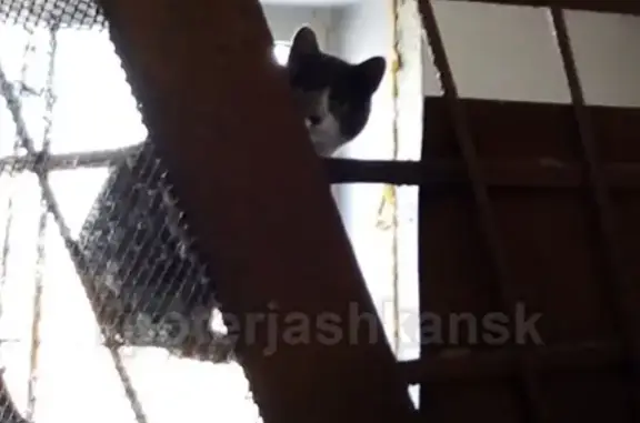 Найдена беременная кошка в Кировском районе, ищет дом