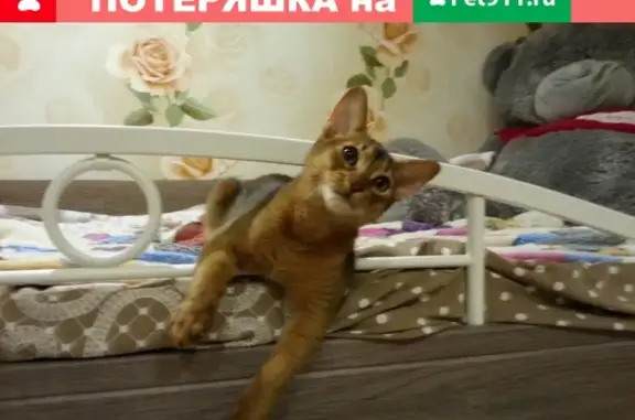 Пропал кот Алекс в Карабаново, Владимирская обл.