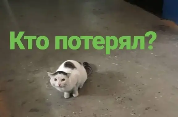 Найдена домашняя кошка в Ленинском районе Томска